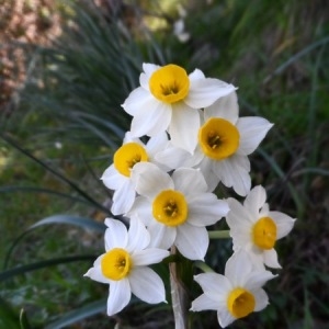 Photographie n°221160 du taxon Narcissus tazetta L. [1753]