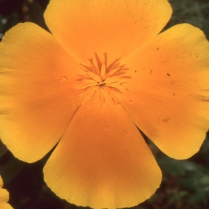 Photographie n°221166 du taxon Eschscholzia californica Cham. [1820]