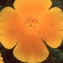  Liliane Roubaudi - Eschscholzia californica Cham. [1820]