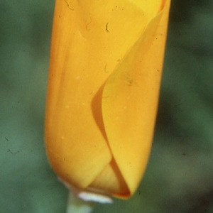 Photographie n°221167 du taxon Eschscholzia californica Cham. [1820]