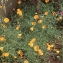  Liliane Roubaudi - Eschscholzia californica Cham. [1820]