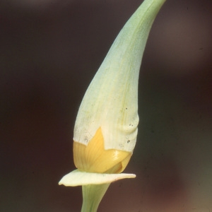 Photographie n°221170 du taxon Eschscholzia californica Cham. [1820]