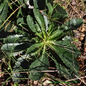 Photographie n°221215 du taxon Anarrhinum bellidifolium (L.) Willd. [1800]
