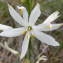  Jean-Claude Calais - Anthericum liliago L.