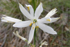 Jean-Claude Calais, le 22 mai 2009 (Gabrias)