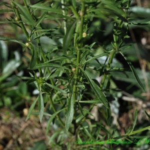 Photographie n°221220 du taxon Anarrhinum bellidifolium (L.) Willd. [1800]