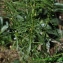  Bernard Andrieu - Anarrhinum bellidifolium (L.) Willd. [1800]