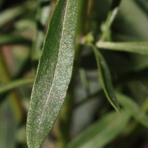Photographie n°221221 du taxon Anarrhinum bellidifolium (L.) Willd. [1800]