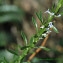  Bernard Andrieu - Anarrhinum bellidifolium (L.) Willd. [1800]