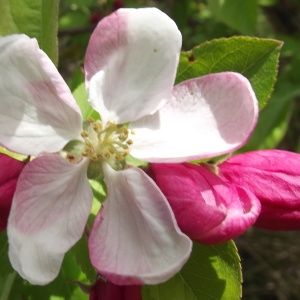 Photographie n°221238 du taxon Malus Mill. [1754]