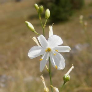 Anthericum ramosum L. (Anthéricum ramifié)