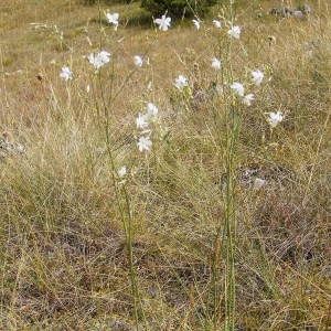 Photographie n°221240 du taxon Anthericum ramosum L.
