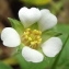  Jean-Claude Echardour - Potentilla sterilis (L.) Garcke [1856]