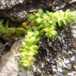 Photographie n°221269 du taxon Valantia muralis L. [1753]