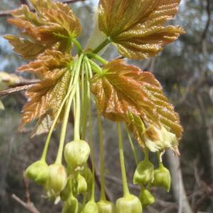 Photographie n°221347 du taxon Acer opalus Mill. [1768]