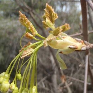 Photographie n°221348 du taxon Acer opalus Mill. [1768]