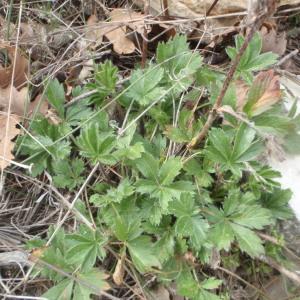 Photographie n°221353 du taxon Potentilla hirta L. [1753]