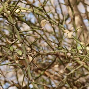 Photographie n°221366 du taxon Balanites aegyptiaca (L.) Delile