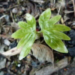 Photographie n°221384 du taxon Tilia L. [1753]