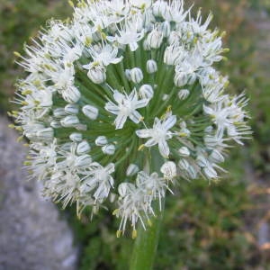 Phyllodolon fistulosum (L.) Salisb. (Ciboule)