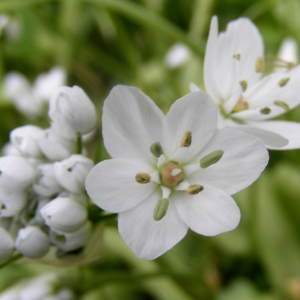 Photographie n°221414 du taxon Allium neapolitanum Cirillo [1788]