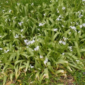 Photographie n°221415 du taxon Allium neapolitanum Cirillo [1788]