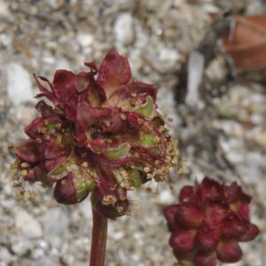 Photographie n°221418 du taxon Poterium sanguisorba subsp. balearica (Bourg. ex Nyman) Stace [2009]