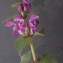  Liliane Roubaudi - Lamium maculatum (L.) L. [1763]