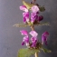  Liliane Roubaudi - Lamium maculatum (L.) L. [1763]