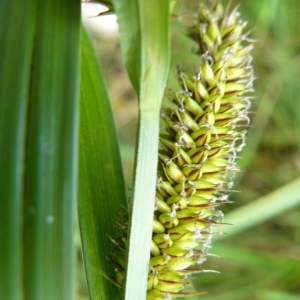 Photographie n°221534 du taxon Carex riparia Curtis [1783]