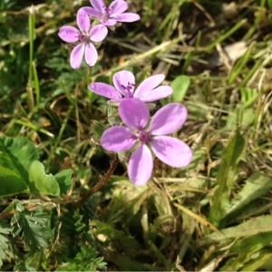 Photographie n°221554 du taxon Erodium cicutarium (L.) L'Hér. [1789]