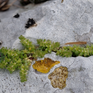 Photographie n°221556 du taxon Valantia muralis L. [1753]