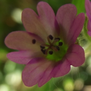 Photographie n°221561 du taxon Geranium molle L. [1753]