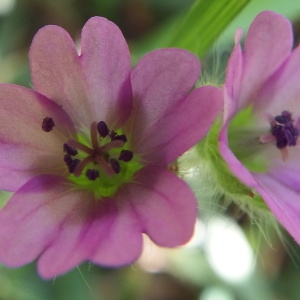 Photographie n°221563 du taxon Geranium molle L. [1753]