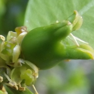 Photographie n°221567 du taxon Buxus sempervirens L. [1753]