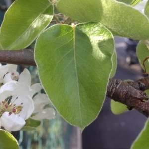 Photographie n°221590 du taxon Pyrus communis L. [1753]