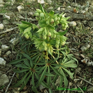 Photographie n°221619 du taxon Helleborus foetidus L. [1753]