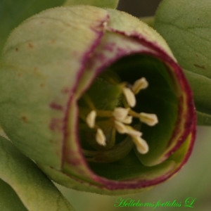 Photographie n°221624 du taxon Helleborus foetidus L. [1753]