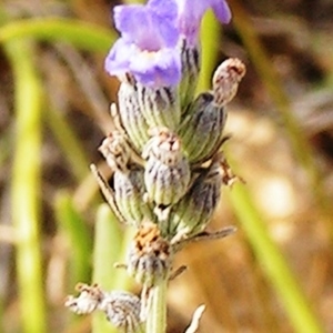 Photographie n°221635 du taxon Lavandula latifolia Medik. [1784]