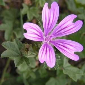 Malva sylvestris L. var. sylvestris (Grande Mauve)