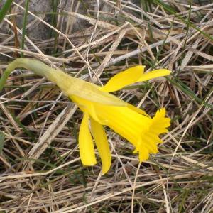  - Narcissus pseudonarcissus subsp. provincialis (Pugsley) J.M.Tison [2010]