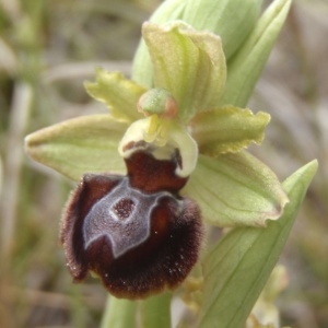 Photographie n°221678 du taxon Ophrys provincialis (Baumann & Künkele) Paulus [1988]