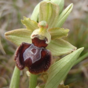 Photographie n°221679 du taxon Ophrys provincialis (Baumann & Künkele) Paulus [1988]