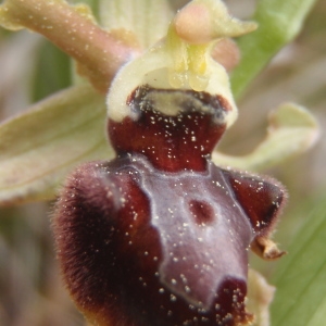 Photographie n°221680 du taxon Ophrys provincialis (Baumann & Künkele) Paulus [1988]