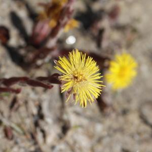 Photographie n°221685 du taxon Tussilago farfara L.