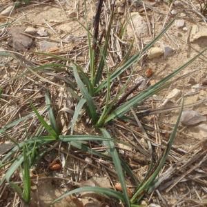 Photographie n°221691 du taxon Carex glauca Scop. [1772]