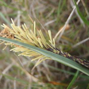 Photographie n°221692 du taxon Carex glauca Scop. [1772]