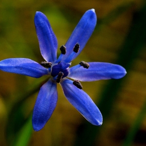 Hyacinthus bifolia (L.) E.H.L.Krause (Scille à deux feuilles)