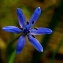  François CARREZ - Scilla bifolia L. [1753]