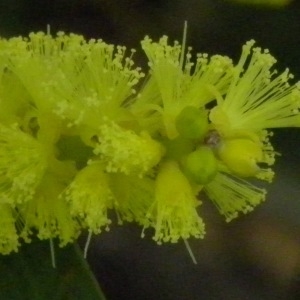 Acacia longifolia (Andrews) Willd. (Mimosa à longues feuilles)